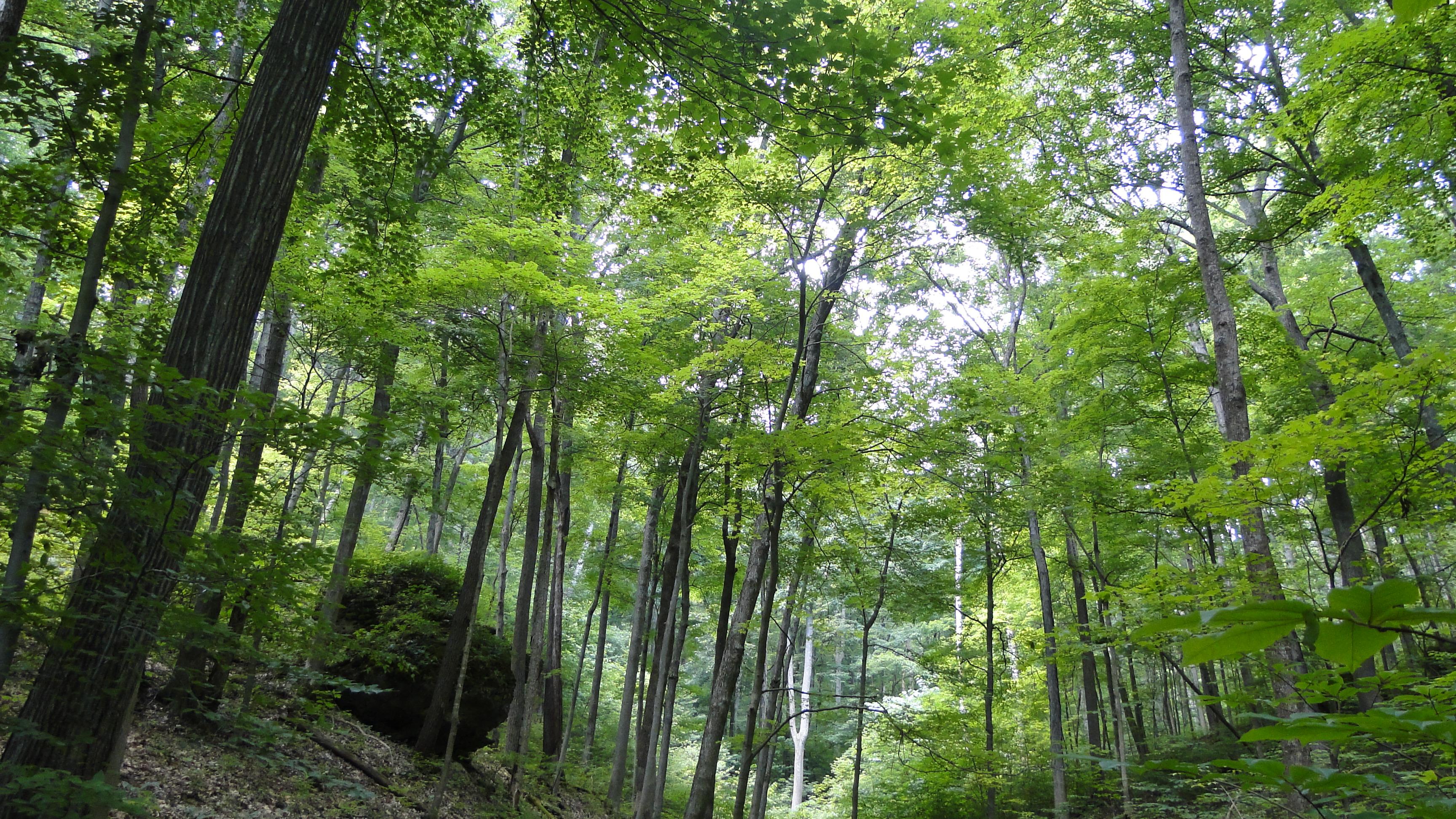 photo of the Richard & Lucile Durrell Edge of Appalachia Preserve System